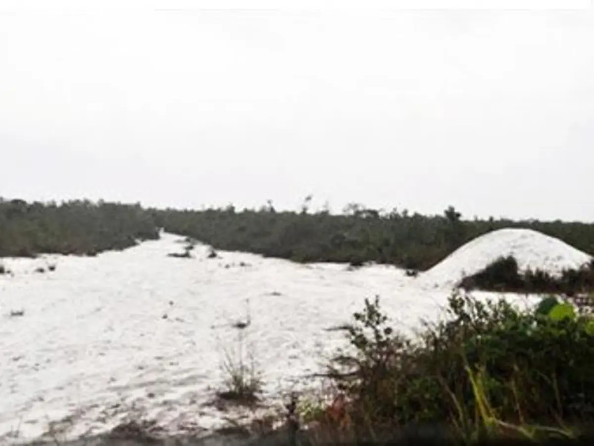 Padang 12, Kota Gaib Megah di Kalimantan Barat - Regional Liputan6.com