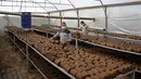 Pekerja memilah kayu pomace (ampas) di sebuah pabrik ekstraksi buah zaitun di Kota Khan Younis, Jalur Gaza, Palestina, 7 November 2020. Pekerja Palestina mengubah limbah produksi minyak zaitun menjadi kayu pomace yang dapat digunakan sebagai bahan bakar. (Xinhua/Rizek Abdeljawad)