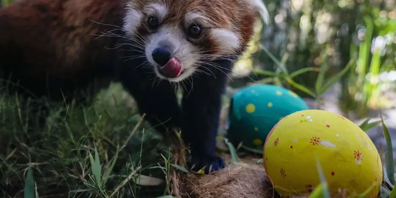 Kebun binatang Chile memberikan kejutan Paskah kepada hewan-hewannya