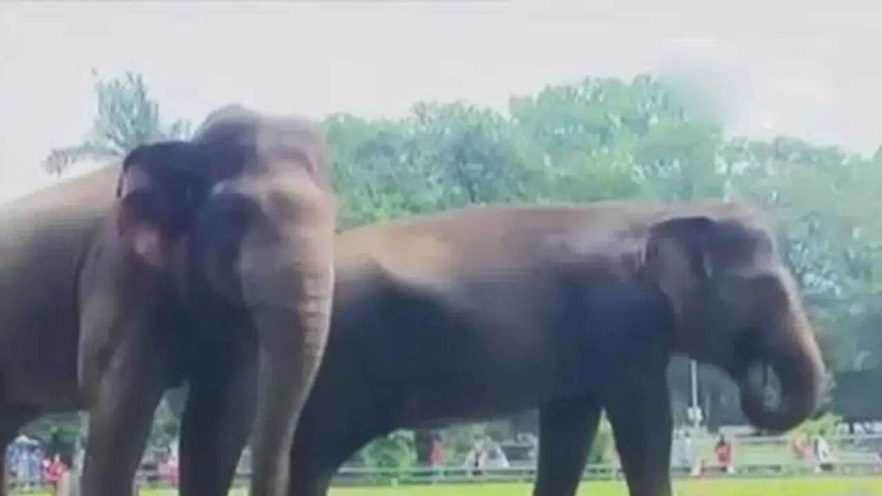 Segmen 3: Libur Panjang, Ragunan Jadi Wisata Favorit Warga DKI