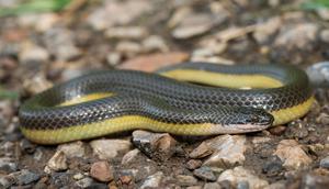 Apakah Ular Padi Berbahaya (Foto: Wikimedia Commons)