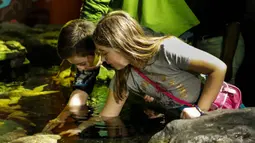 Anak-anak menyentuh seekor bintang laut di Shedd Aquarium di Chicago, Amerika Serikat (17/2/2020). Shedd Aquarium  memiliki koleksi 32.000 ekor binatang dan menarik sekitar 2 juta pengunjung setiap tahun. (Xinhua/Joel Lerner)
