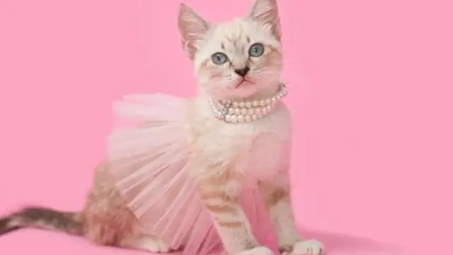 Kalung Kucing
