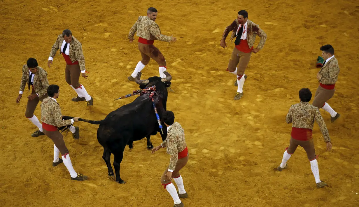 Para anggota Ribatejo Forcados tampak mengelilingi seekor banteng di arena adu banteng Campo Pequeno, Lisbon, Portugal, Kamis (9/7/2015). Tanduk banteng dapat melukai dan membunuh peserta . (REUTERS/Rafael Marchante)