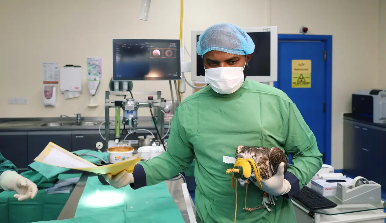 Seorang dokter membawa seekor elang usai dioperasi di Rumah Sakit Falcon Abu Dhabi, Abu Dhabi, uni Emirat Arab, 28 April 2019. Berburu dengan elang atau falconry adalah bagian penting dari budaya warisan Arab dan sekitarnya. (REUTERS/Christopher Pike)