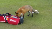 Aksi Nakal Rubah Copet Dompet Pemain Golf