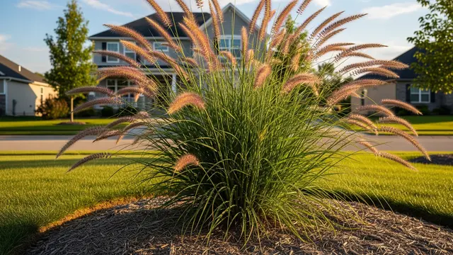 Fountain Grass