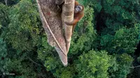 Foto Tim Laman Pemenang Wildlife Photographer 2016