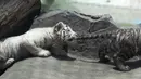 Seekor anak harimau bengal menggigit ekor saudaranya saat bermain di Kebun Binatang Huachipa, Lima, Peru, Selasa (30/10). Pihak bonbin membuka kompetisi untuk memberikan nama bagi tiga bayi berusia 8 minggu dari induk bernama Clarita. (AP/Martin Mejia)