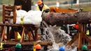 Pekerja bersiap memindahkan pohon natal dari truk untuk dipasang di halaman sebelah barat Gedung Capitol US di Washington, AS (28/11). Pemasangan pohon ini dalam rangka persiapan untuk menyambut perayaan Natal. (Reuters/Gary Cameron)