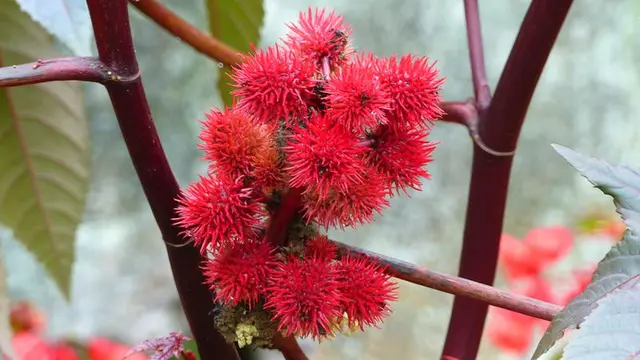 Seperti Rambutan, Ini Tanaman Paling Mematikan di Dunia