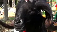 [VIDEO] Seru! Kontes Sapi dan Kambing Kurban Berhadiah Rp 1 Juta