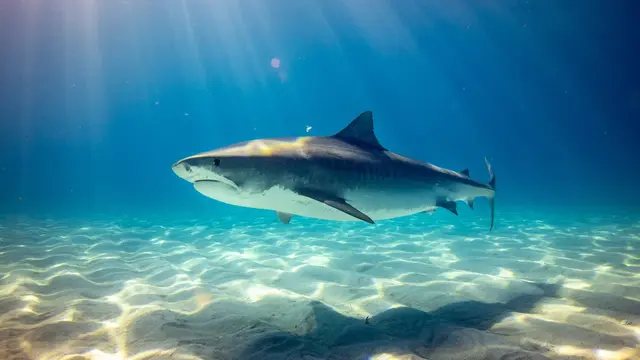 Tiger Shark