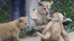 Tiga bayi singa berber bermain dalam kandang mereka di kebun binatang di Dvur Kralove, Republik Ceko, Kamis (10/9/2020). Tiga bayi singa berber yang lahir pada 5 Juli lalu tersebut merupakan subspesies langka dan telah punah di alam liar. (AP Photo/Petr David Josek)