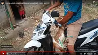 Kambing naik motor di depan. (Liputan6.com/YouTube/Chanel Goat Cattle Maseko)