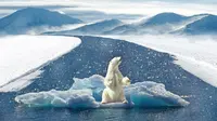 Ilustrasi beruang kutub di atas lapisan es. (Sumber Pixabay)