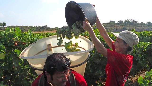 Asyiknya Menikmati Hasil Panen Anggur di Prancis