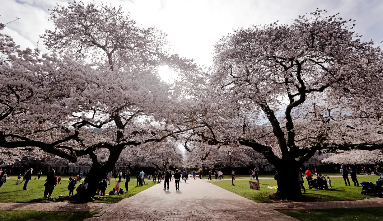 Wisawatan berjalan di bawah bunga sakura yang bermekaran pada hari pertama musim semi di kampus Universitas Washington, Seattle, Selasa (20/3). Festival Cherry Blossom tahun ini berlangsung dari 20 Maret sampai 15 April (AP/Elaine Thompson)