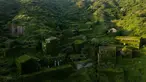 Pemandangan di desa yang ditutupi tumbuhan di Houtouwan di pulau Shengshan, provinsi Zhejiang, China (1/6). Houtouwan adalah sebuah tempat yang penduduknya bekerja sebagai nelayan.  (AFP/Johannes Eisele)