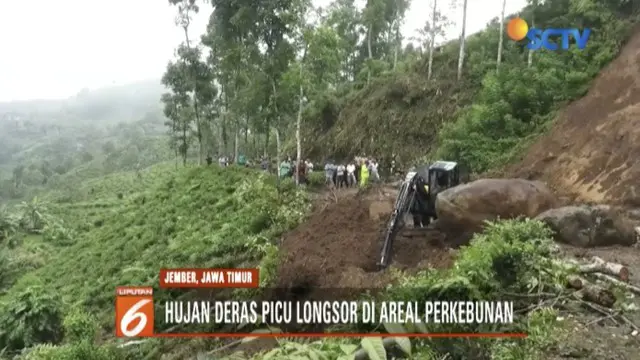 Hujan Deras Picu Longsor di Perkebunan Teh Jember