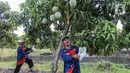 Dengan luas kebun mangga Agrimania 4,5 hektar, ditanam sekitar 600 pohon mangga. (Liputan6.com/Angga Yuniar)