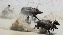 Petani Thailand mengendalikan kerbau mereka saat bersaing di ladang yang banjir dalam Balap Kerbau tahunan di Provinsi Chonburi, Bangkok, 13 Juli 2019. Balap Kerbau ini diadakan sebagai bentuk terima kasih kepada kerbau-kerbau itu yang bekerja untuk para petani sepanjang tahun. (AP/Sakchai Lalit)