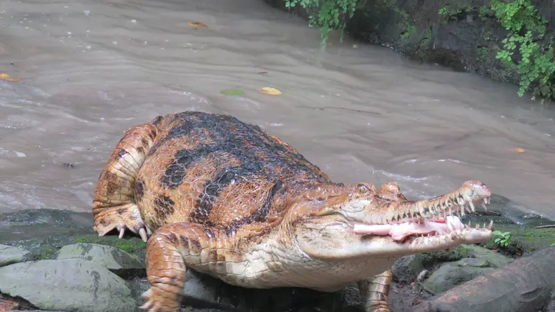 Main dengan Predator Berdarah Dingin di Kebun Binatang Surabaya