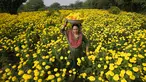 Seorang perempuan mengumpulkan bunga marigold, untuk digunakan dalam ritual dan dekorasi, menjelang Festival Diwali di pinggiran Jammu, India, Kamis (9/11/2023). (AP Photo/Channi Anand)