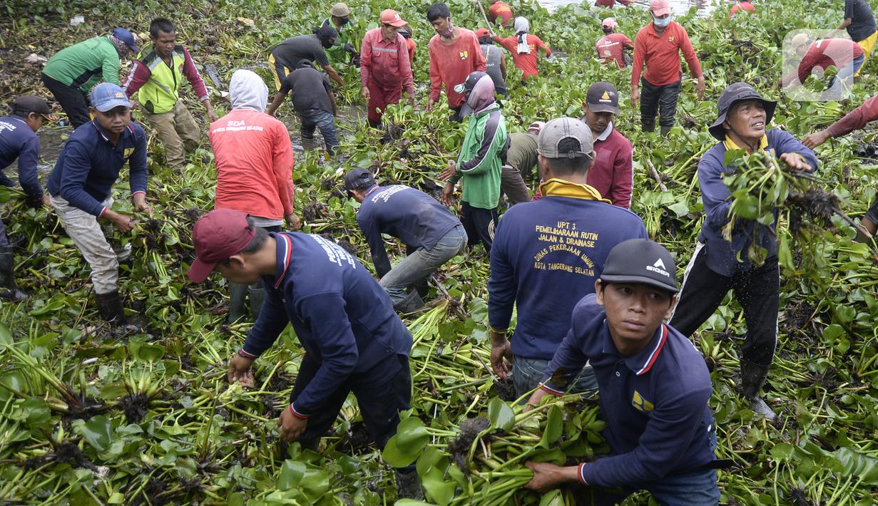  FOTO  Bersih Bersih Eceng  Gondok  di Situ Pamulang News 