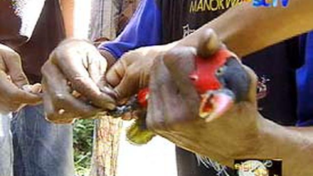 730+ Gambar Burung Cendrawasih Jantan Dan Betina Gratis Terbaru