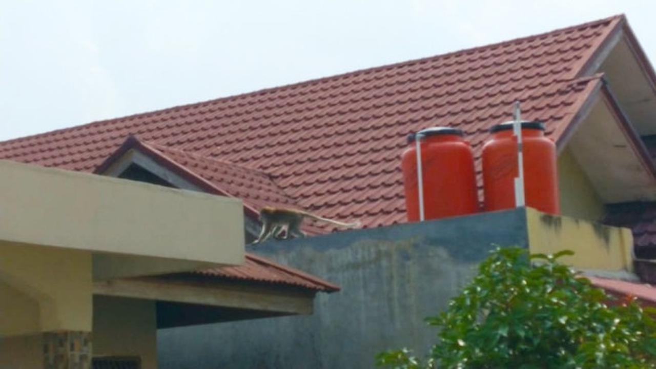 Seekor monyet ekor panjang memanjat rumah warga Pekanbaru.