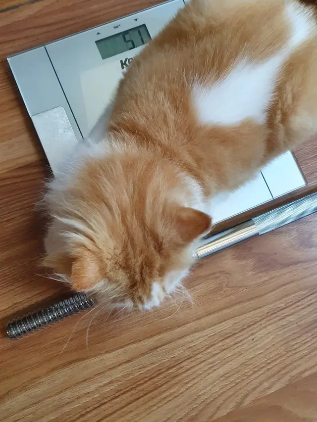 6 Potret Kucing Timbang Berat Badan Ini Kocak, BB Naik karena Banyak Makan