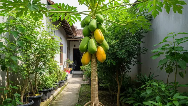 Pepaya Cibinong (Image by Gemini AI)