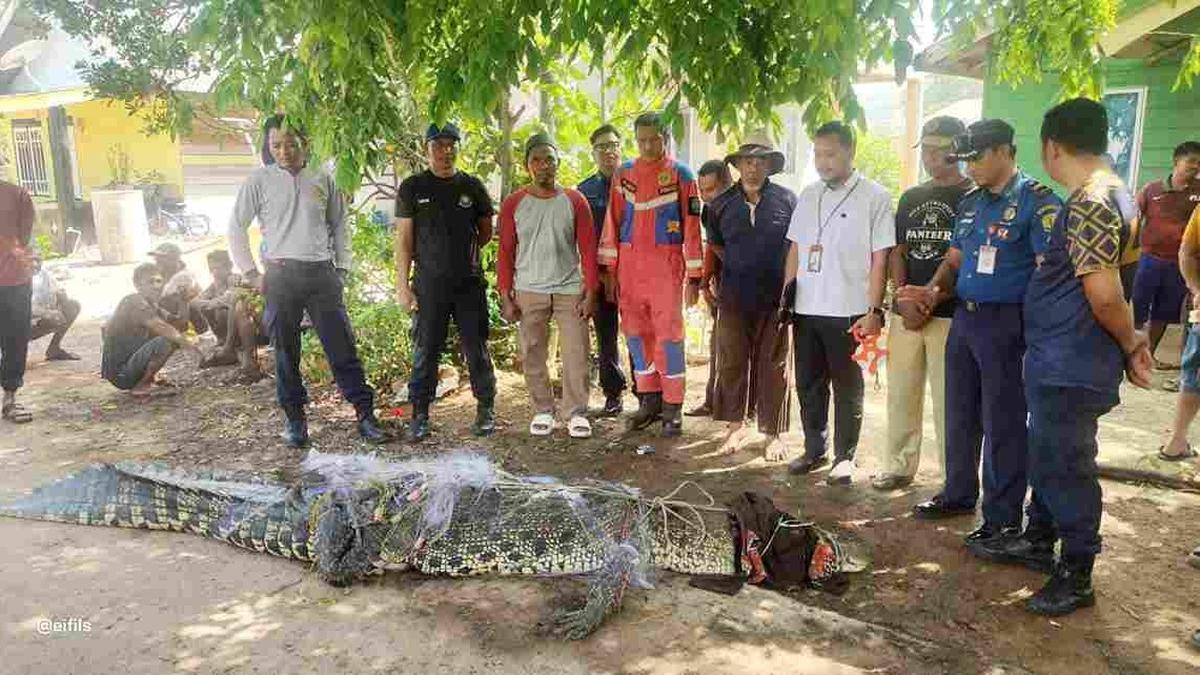Buaya sepanjang 4 meter muncul dan bikin geger warga Tanjungpinang — reptil raksasa ini langsung memicu kepanikan dan mobilisasi petugas. #Buaya #Tanjungpinang