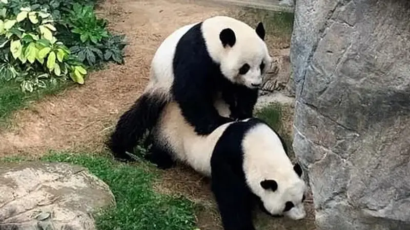 Pertama Sejak 10 Tahun, Panda di Kebun Binatang Hong Kong Berhasil Kawin Secara Alami