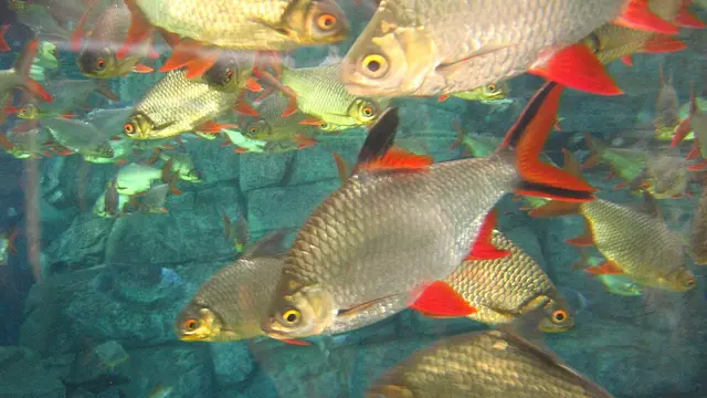 Ikan Tinfoil Barb (Wikimedia Commons)