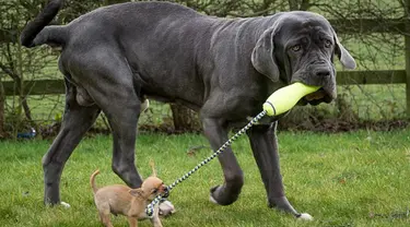 Digby si anjing jenis chihuahua yang beratnya tak sampai setengah kilogram, bersahabat dengan Nero dari jenis Neapolitan Mastiff yang ukurannya sangat besar dan memiliki berat 57 kg.