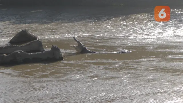 buaya berkalung ban di sungai palu