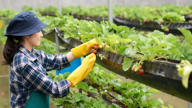 Urban Farming
