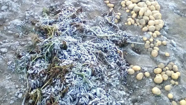 Embun merusak tanaman kentang Dieng. ( Foto: Liputan6.com/Bukhori/Muhamad Ridlo).