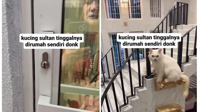 Rumah Kucing Sultan Viral