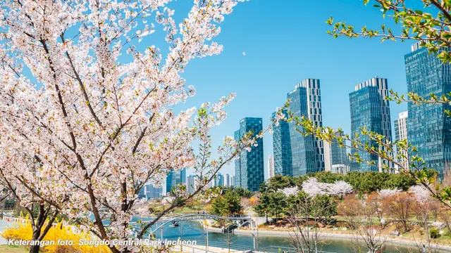 Menikmati Musim Sakura di Incheon