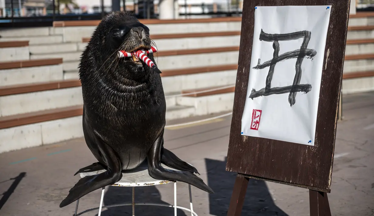Singa laut berusia 18 tahun, Leo (Kiri) berpose setelah menulis karakter China untuk kerbau selama pratinjau pers di Yokohama Hakkeijima Sea Paradise di Yokohama, Jepang, Sabtu (26/12/2020).  Berdasarkan astrologi China, tahun 2021 mendatang akan menjadi Tahun Kerbau Logam. (Philip FONG / AFP)