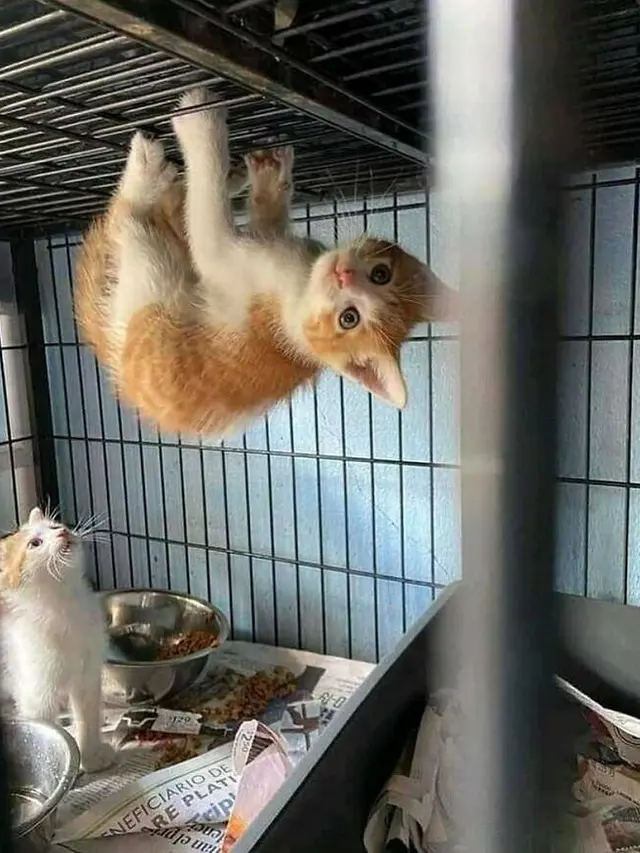 8 Potret Tingkah Kucing saat Gabut Ini Bikin Tepuk Jidat