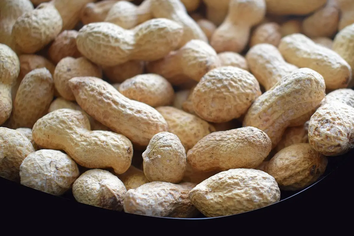 Manfaat Kacang Tanah