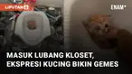 Seekor anak kucing terciduk masuk ke dalam lubang kloset mengundang perhatian