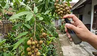 Cara Mengusir Semut dari Tanaman Buah Tanpa Merusak Daun, Metode Aman dan Ampuh