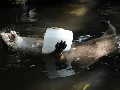 Seekor berang-berang sungai memegang balok es di Palm Beach Zoo & Conservation Society, West Palm Beach, Florida pada 18 Juli 2024. (AP Photo/Lynne Sladky)