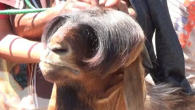 6 Gaya Rambut Kambing Ini Badai Banget, Bikin Ngakak