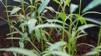 5 Trik Kangkung Layu Jadi Segar Kembali, Siap Dimasak